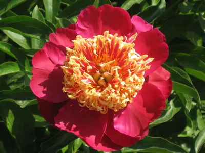 Пион мц \"Сворд Денс\" (Paeonia lactiflora 'Sword Dance') - Питомник растений  Владимира Овчинникова