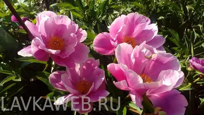 Пион Дансинг Баттерфляй, Пион Дансинг Баттерфляй в интернет-магазине  недорого, Дансинг Баттерфляй в Калуге Пионы Интернет магазин Садовая лавка,  товары для садоводов