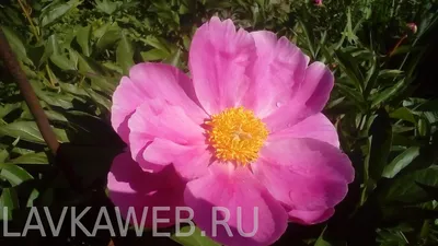 Пион Сорд Данс: купить в Москве - цена 640₽ за 1 шт. - Доставка Почтой