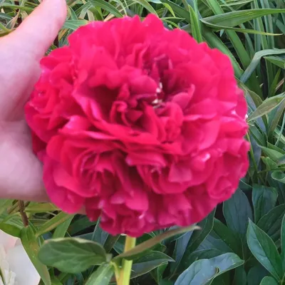 Пион молочноцветковый Сворд Данс. Краткий обзор, описание paeonia  lactiflora Sword Dance - YouTube