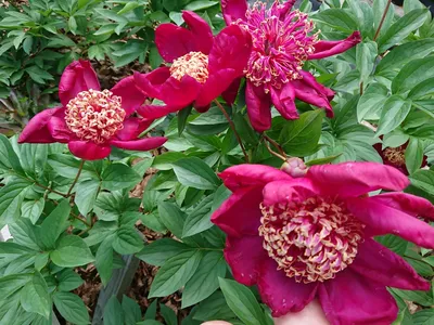 ᐅ Пион \"Сворд Денс\" (Paeonia \"Sword Dance\") купить по цене производителя  ✓доставкой почтой в магазине ❀Пролисок❀ Украина - Интернет-магазин  «Пролисок» - садовые растения почтой