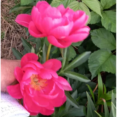 Пион молочно-цветковый Свит Хармони (Paeonia lactiflora Sweet Harmony) -  Питомник роз
