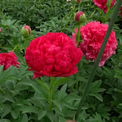 півонія сворд денс peaonia peony sword dance - YouTube