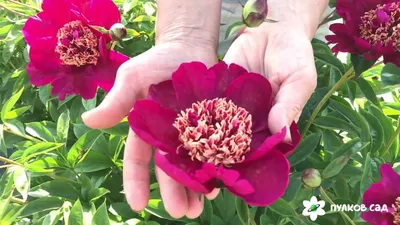 Sword dance peony. Сворд дэнс пион. Пулков сад (2022 г) - YouTube