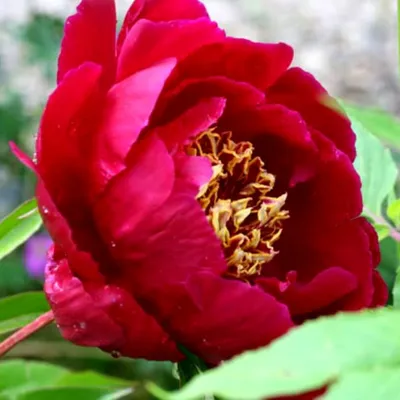 Пион Сворд Данс (Paeonia Sword Dance)