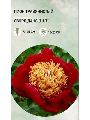 Купить коралловые пионы по выгодной цене в Москве