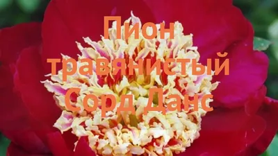Как сажать пионы и когда: правильная посадка в открытый грунт