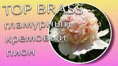 Пион молочноцветковый Top Brass — Купить саженцы в Екатеринбурге в  интернет-магазине питомника «Зеленый дом»
