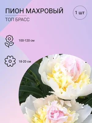Пион травянистый Top Brass (Топ Брасс) 2/3 (1 шт) купить в Украине с  доставкой | Цена в Svitroslyn.ua