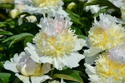 File:Paeonia 'Top Brass' 01.JPG - Wikimedia Commons