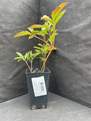 Маруськин Сад on Instagram: \"Пион Топ Брасс (Paeonia Top Brass) - Высокий  прочный куст: до 90 см. Диаметр цветка до 18 см. Цветение обильное,  средне-позднее - в июне-июле. Зона зимостойкости: 3 (-40 °