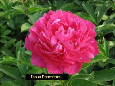 Пион травянистый Гранд Просперети (Grand Prosperity) – купить саженцы пиона  в питомнике в Москве
