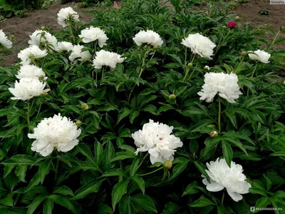 Пион травянистый, корень саженец для посадки, многолетние цветы для сада -  купить с доставкой по выгодным ценам в интернет-магазине OZON (1127358400)