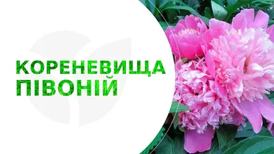 Пион травянистый молочноцветковый купить в Москве саженцы из питомника  Greenpoint24