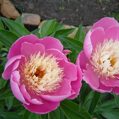 Пион травянистый \"Розовая Лазурь\"С3, цена в Пскове от компании Вилла-Планта  (питомник растений)