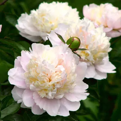 Купить Пион травянистый Розовая Лазурь недорого по цене  319руб.|Garden-zoo.ru
