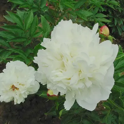 Пион травянистый \"Цзы Фэн\" (бел.роз.) в Уфе – 🌿купить по цене от в садовом  центре «Версаль»