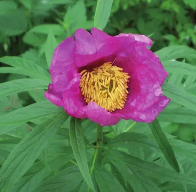 Пион уклоняющийся, или марьин корень (Paeonia anomala)