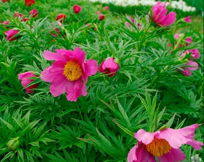 Пион уклоняющийся Марьин Корень / Paeonia anomala | Декоративные растения и  кустарники , каталог саженцев \"Вострасад\"
