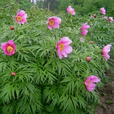 Пион уклоняющийся (Paeonia anomala)