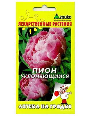 Пионы Гавриш многолетник - купить по выгодным ценам в интернет-магазине  OZON (1095664229)