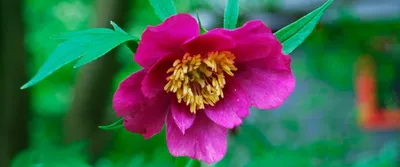 Пион уклоняющийся (Paeonia anomala) — описание, выращивание, фото | на  LePlants.ru