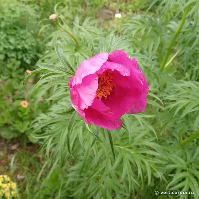 Пион уклоняющийся, или марьин корень (Paeonia anomala)