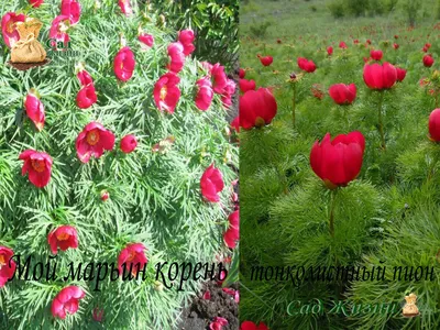 Купить Пион (Марьин корень) по уникальной цене! – РОДНЫЕ ТРАВЫ