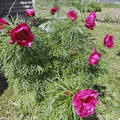 Пион уклоняющийся (Paeonia anomala)