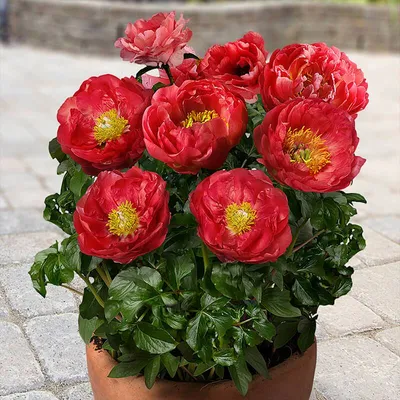 Пион (6) Кристин (Christine) — Купити квіти в Україні
