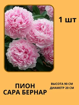 Пион Карнейшен Букет Carnation Bouquet