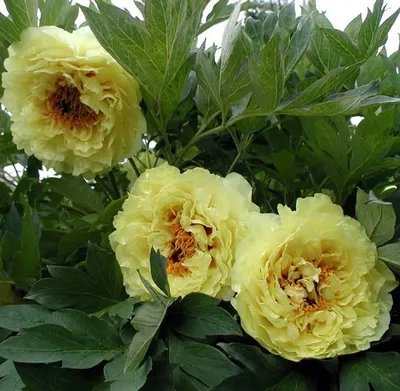 5 причин завести в своем саду необычные желтые пионы | Поместье на гектаре  | Дзен