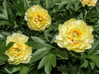 Пион желтый 79 см цветок искусственный (9-636 желт) - купить по оптовым  ценам