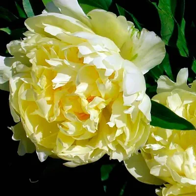 Paeonia Yellow Crown Itoh Peony - Sugar Creek Gardens