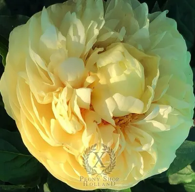 Bartzella Itoh Peony | Itoh peonies, Yellow peonies, Peonies garden