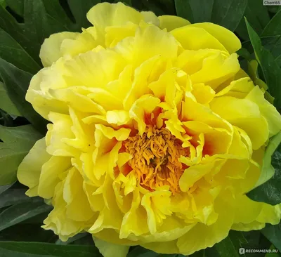 Цветок Пион бежево-желтый