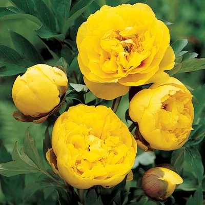 Пион ИТО Yellow Waterlily | Пионовый сад, Пионы, Красивые цветы