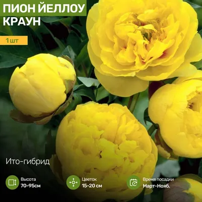 Жёлтый пион ИТО-гибрид Yellow Crown. - YouTube