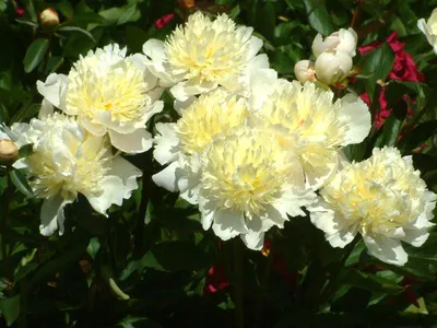 Yellow Crown Peony: Jung Seed Company