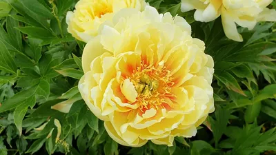 Пион Смит Фэмили Еллоу (Paeonia itoh Smith Family Yellow). ИТО-гибрид.  Полумахровый – махровый розовидный (30-50 лепестков). Цветок диаметром от  13 до 20 см, жёлтый с маленькими, не очень заметными красными мазками в