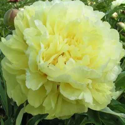 Bartzella: The YELLOW Peony