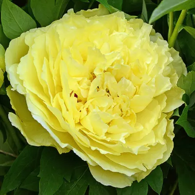 YELLOW WATERLILY' Itoh Peony (Paeonia x intersectional 'yellow waterl –  Champlain Peony Company