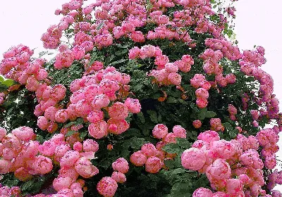 Пионовидные розы кусты фото фотографии