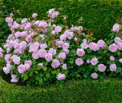 Пионовидные розы: посадка и уход, виды и сорта с фото и названиями |  Цветоводство, Садовый домик, Розы