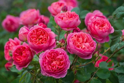 Английские (пионовидные) розы: посадка и уход. Как обрезать английские розы  на зиму