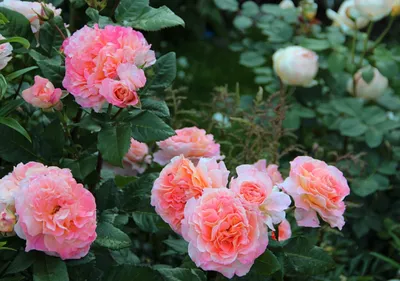 Пионовидные розы: не оставят никого равнодушными! Обзор самых красивых  сортов