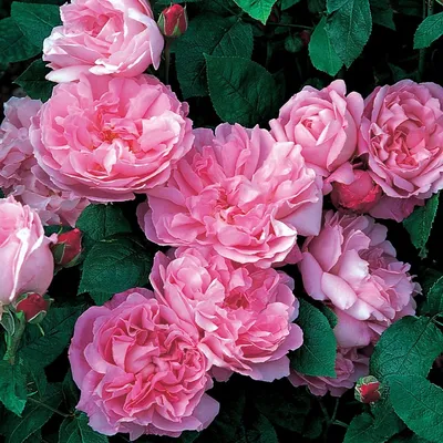 Ред Леонардо да Винчи (Rose Red Leonardo da Vinci) пионовидные розы купить  красную розу кусты роз купить недорого