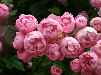 Пионовидные розы Дэвида Остина. Подборка очень красивых зимостойких сортов.  | Растения от Катерины | Дзен