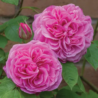 Пионовидные розы Остина. Прекрасные розы для замечательных людей.  Продолжение. | Растения от Катерины | Дзен