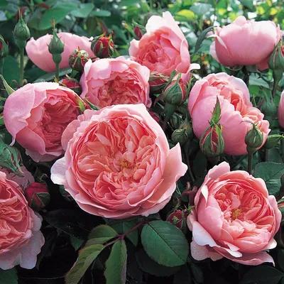 Пионовидные розы Остина. Прекрасные розы для замечательных людей.  Продолжение. | Растения от Катерины | Дзен